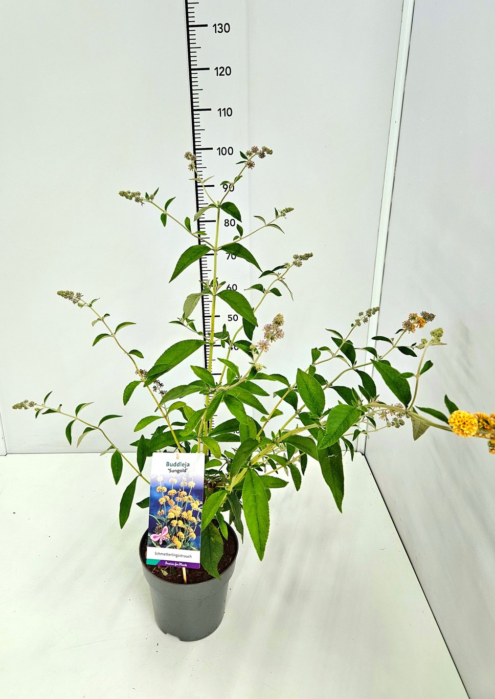 Buddleja weyer. 'Sungold' - C5